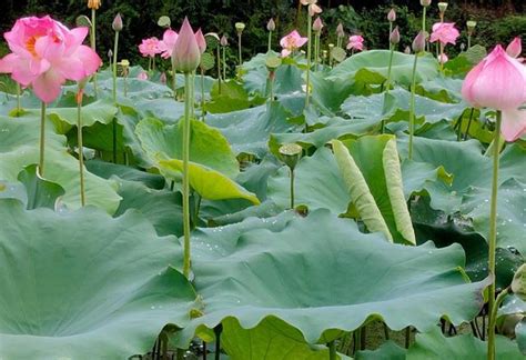 蓮花介紹